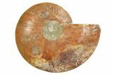 Cut & Polished Ammonite Fossil (Half) - Madagascar #296457-1